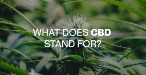 What does CBD stand for